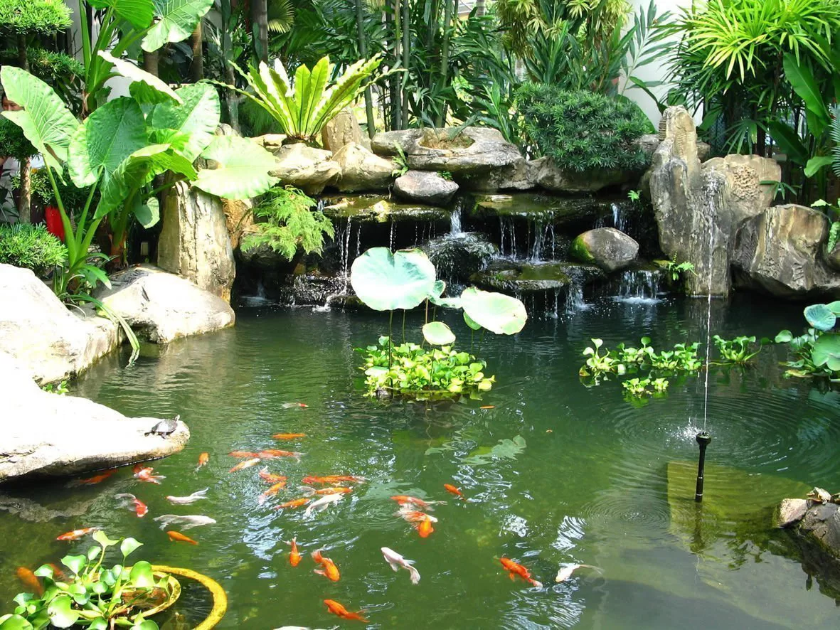 10.Thiết kế hồ cá koi trong sân vườn biệt thự _TOPDESIGN